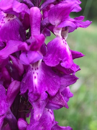 Orchis mâles et apparentés