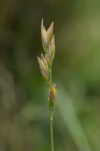 danthonie retombante
