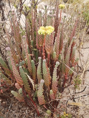 Pale Stonecrop