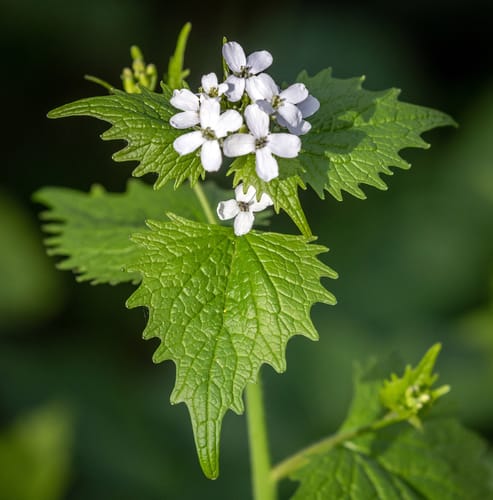 alliaire officinale