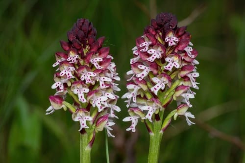 Orchis brûlé