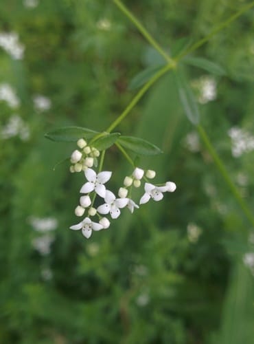 Gaillet des marais
