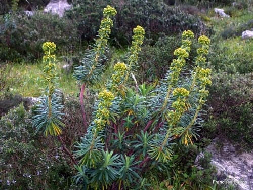 euphorbe des garrigues