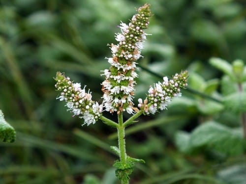 Menthe odorante
