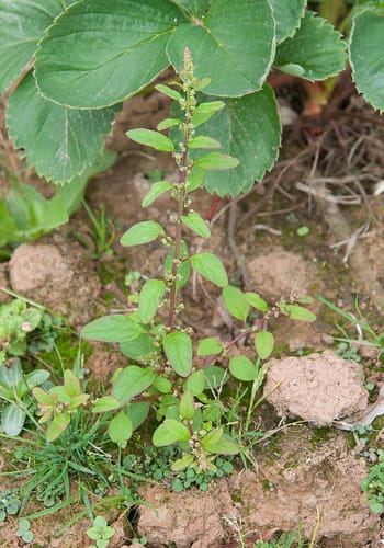Chénopode à graines nombreuses