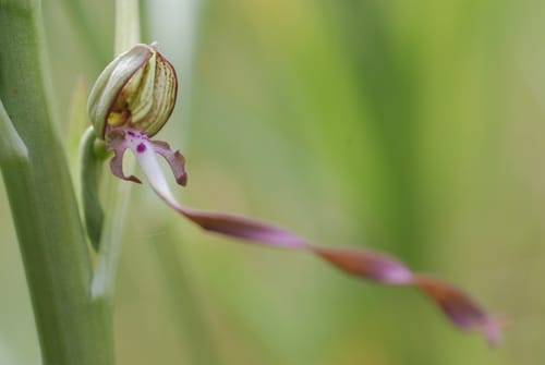 Orchis bouc