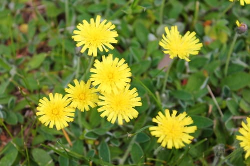 Pilloselle officinale