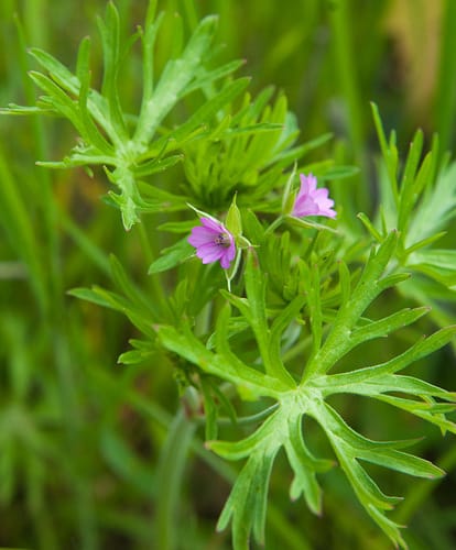 Géranium découpé