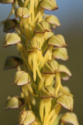 Orchis homme-pendu