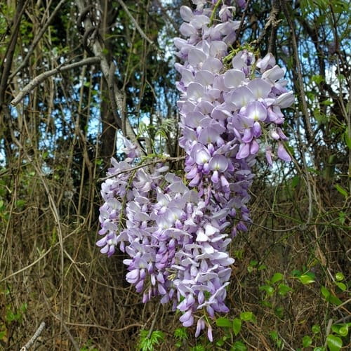 Glycine