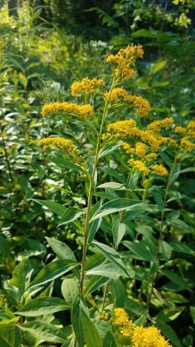 verge d'or géante