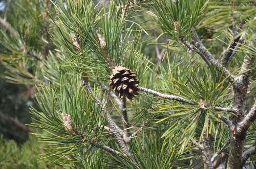 pin sylvestre