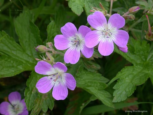 géranium des bois